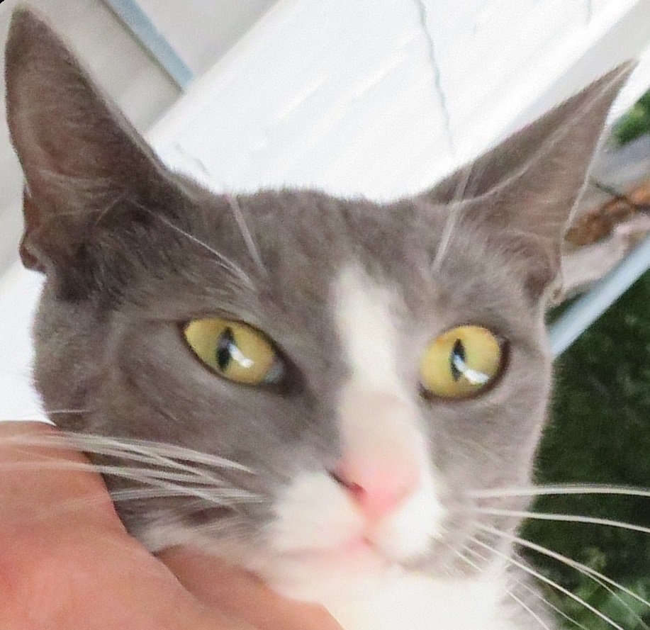 Tippy the cat