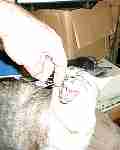 20041013_hissing_abbeycat.JPG