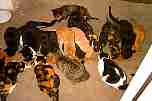 porch_cats_20040322_0.jpg