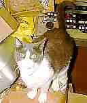 t-cat2.jpg